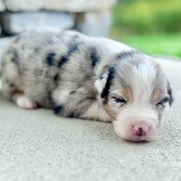Baxter - Blue merle male Australian Shepherd puppy in Loda, Illinois from Pilcher Farms