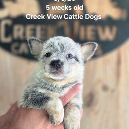 Boy 1 - Blue male Australian Cattle Dog puppy in Monroe, North Carolina from Creek View Cattle Dogs
