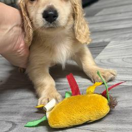 Dachshund Puppies from KJRC Kennels