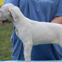 American Staffordshire Terriers, Dogo Argentinos, and Lagotti Romagnoli from Explicit Kennel