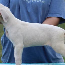 American Staffordshire Terriers, Dogo Argentinos, and Lagotti Romagnoli from Explicit Kennel