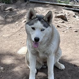 Nala - Siberian Husky