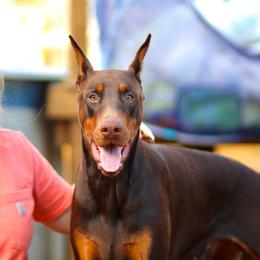 Kane - Red and rust male Doberman Pinscher puppy in Williamston, Sc, South Carolina from Dutton Dog Co & Dalla Grazia Doberman