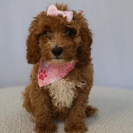 Astrid - Red female Cavapoo puppy in Apopka, Florida from Rae Precious Puppies