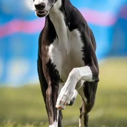 Echo - Whippet
