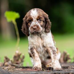Mia - Liver white and roan female English Springer Spaniel puppy in Mooresville, North Carolina from Third Creek Springers