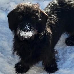 Rosie - Black female Dachshund puppy in Pleasant Plains, Arkansas from JGBs Dachshunds