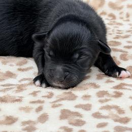 Boy 3 - Black tri male Miniature Australian Shepherd puppy in Arcadia, Indiana from Sunset Cowgirl Mini Aussies