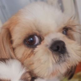 Shih Tzu Puppies from Shantii's Shih Tzu's