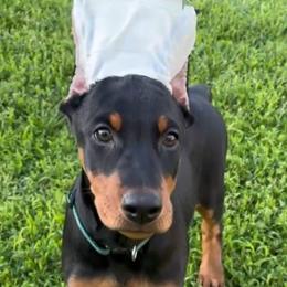Female 2 black and rust - Black and rust female Doberman Pinscher puppy in Centralia, Missouri from TopSpots Farm