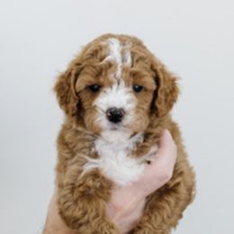 Goldendoodles from Wasatch Doodles