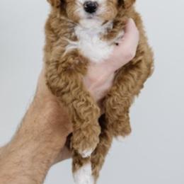 Goldendoodles from Wasatch Doodles