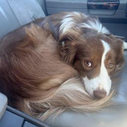 Kate - Border Collie
