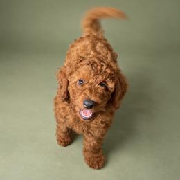 Dolly - Dark Apricot Mini Goldendoodle - Apricot female Goldendoodle puppy in Lancaster, California from Kid's Best Doodle