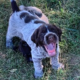 Wirehaired Pointing Griffons from Broken Tine Sporting Dogs