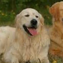 Cockapoos, Cocker Spaniels, and Goldendoodles from Pine Trace