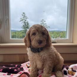 Black collar male - Cream male Australian Cobberdog puppy in Dover Foxcroft, Maine from Faberge Australian Cobberdog