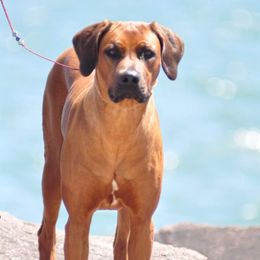 Ella - Rhodesian Ridgeback