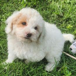Mini Gray collar boy has the cutest face ever. He is supersweet and loves to be cuddled. He will come with starter food, blanket, favorite toy, veterinarian check-up, first vaccinations, and his health  records. - Cream male Goldendoodle puppy in Los Molinos Ca, California from Sunshine Sanctuary Doodles