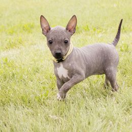 American Hairless Terrier and Anatolian Shepherd Dog Puppies from Wilsong AHT