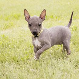 American Hairless Terrier and Anatolian Shepherd Dog Puppies from Wilsong AHT