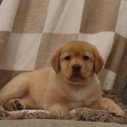 Snowball - Yellow female Labrador Retriever puppy in Camden, Indiana from Camden's Caring Canines