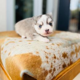 America - Blue female Pomsky puppy in Yavapai County, Arizona from Pawsh Pomskies
