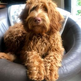 Australian Labradoodle All Grown Up from Lazy Mountain Labradoodles