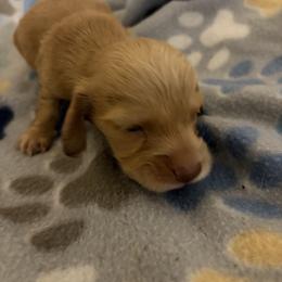 Alphie - Cream male Dachshund puppy in Conroe, Texas from R&M Dachshunds