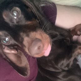 Harley - Dachshund
