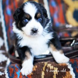 Marshmellow Pie - Black tri-color female Australian Shepherd puppy in Paola, Kansas from Tiz Ranch