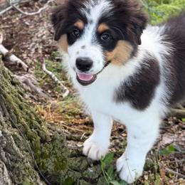 Love - Black tri-color female Australian Shepherd puppy in Jonesborough, Tennessee from Lotus Australian Shepherds
