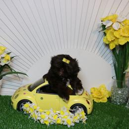 Hershey - Liver female Shih Tzu puppy in Abilene, Texas from Shih tzu Factory