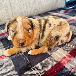 Roscoe - Red merle male Australian Shepherd puppy in Charlotte, North Carolina from Awesome Aussies