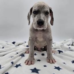 Roman - Merle male Great Dane puppy in Kannapolis, North Carolina from Carolina Great Danes & Toy Poodles