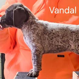 Vandal- Teal girl - Liver and white female German Shorthaired Pointer puppy in Kenai, Alaska from LakeHaus Kennels