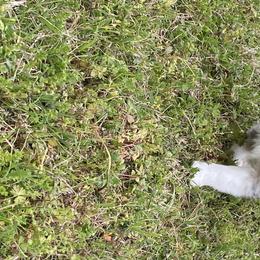 Girl 4 - Frankie - Toy Australian Shepherd puppy in Nashville, Tennessee from Mikayla Chouinard's Aussies
