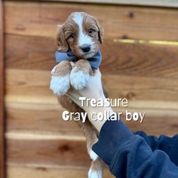 Treasure - Red  male Goldendoodle puppy in Orangevale, California from Ugly Dad Doodles