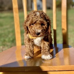 Boy 2 - Red  Goldendoodle puppy in Mckee, Kentucky from Maicey’s Star Doodles