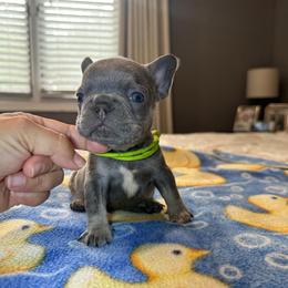 Green - Blue male French Bulldog puppy in Bolingbrook, Illinois from Flores Frenchies