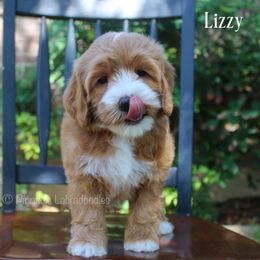 Australian Labradoodle Puppies from Pinnacle Labradoodles