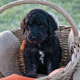 Poodle Puppies from Nay Design Poodles