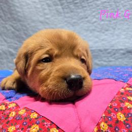 Girl 3 - Yellow female Labrador Retriever puppy in Potosi, Wisconsin from Point and Flush Gun Dogs