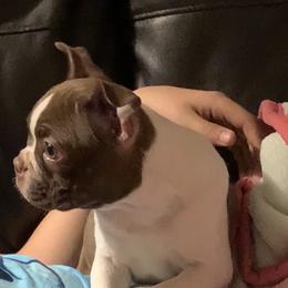 Boston Terrier and French Bulldog Puppies from High Plains