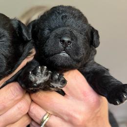 Tater - Black male Schnoodle puppy in Polkton, North Carolina from Gaga's Doodles