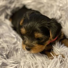 Yorkshire Terrier Puppies from Exquisite Yorkies