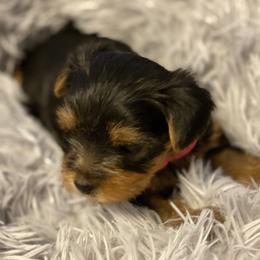 Yorkshire Terrier Puppies from Exquisite Yorkies