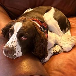 Kimber - English Springer Spaniel