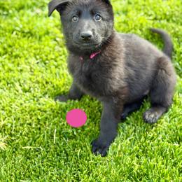 Fission - Black female German Shepherd puppy in Medical Lake, Washington from Nine Realms German Shepherds