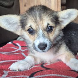 Little June - Black and white female American Corgi puppy in Checotah, Oklahoma from Skoal Creek Corgi's